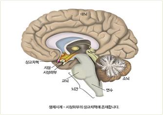 시상 뇌 모델